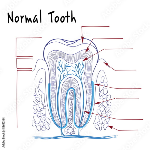 the structure of a normal human tooth