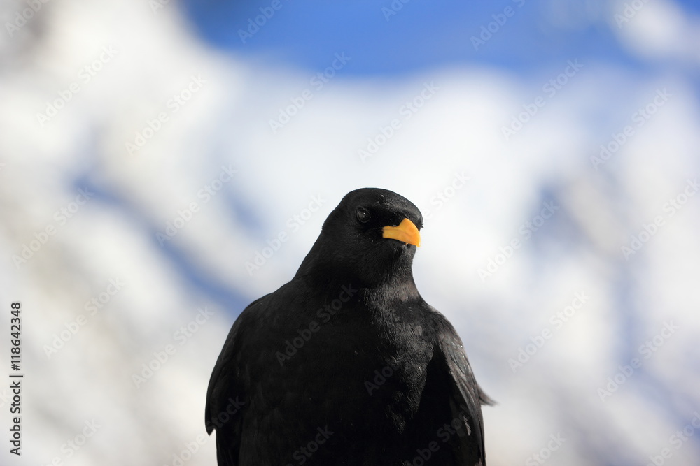 Alpine chough or yellow-billed chough. Gornergrat, the Alps, Switzerland. Alpine chough or yellow-billed chough. Gornergrat, the Alps, Switzerland.