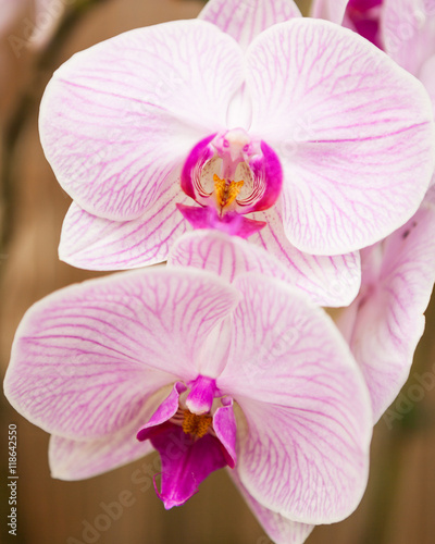 Orchid flowers