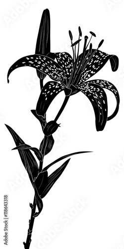 Fototapeta Naklejka Na Ścianę i Meble -  black spotted lily sketch isolated on white