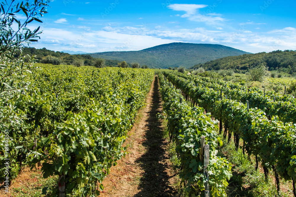     Vineyard in the countryside in Vrbnik, island of Krk, Croatia 