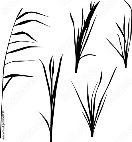 set of five swamp plants silhouettes isolated on white