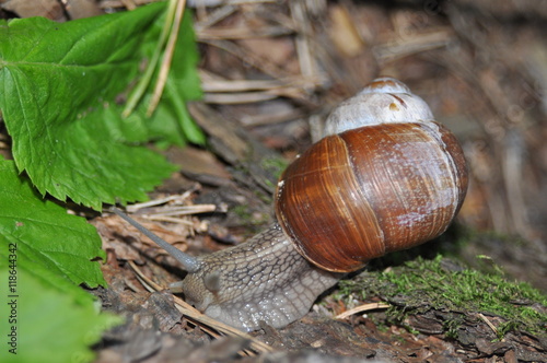 Snail crawling on its tree. Big snail on the trunk of old tree. Roman snail, edible snail, Helix pomatia.