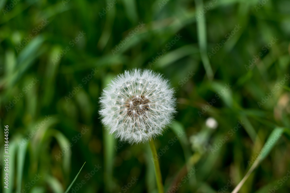 Blume im Garten Blume im Garten