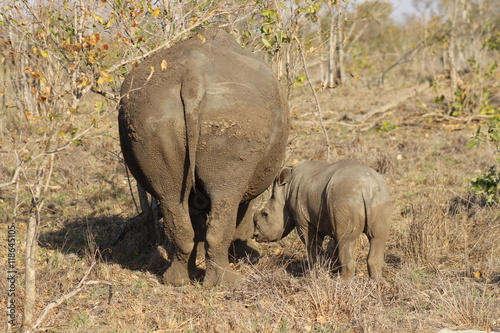 A baby rhino standing next to its mother in the dry grass at Kruger National Park in South Africa