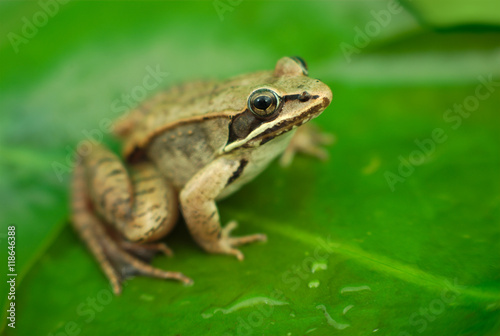brown wood frog on green waterlily leaf in a pond 