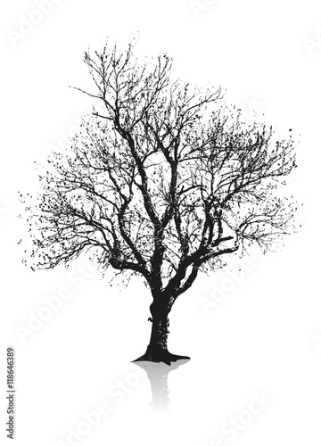 Baum Silhouette