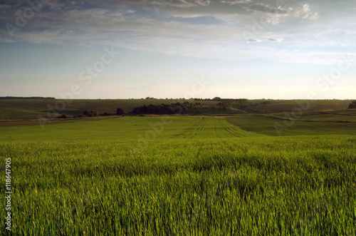 Bright sunset over wheat field.