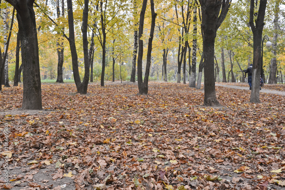 Fallen leaves in autumn Park.