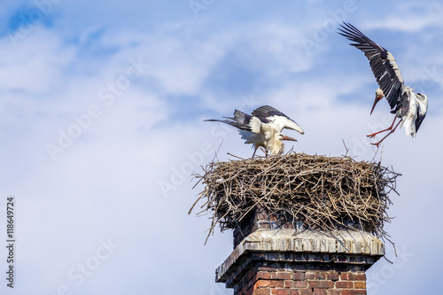 Storch verteidigt sein Nest