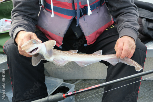 Canvas-taulu fishing in norway at isle Hitra a Catshark.