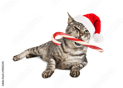 Canvas Print Funny Santa Cat With Candy Cane