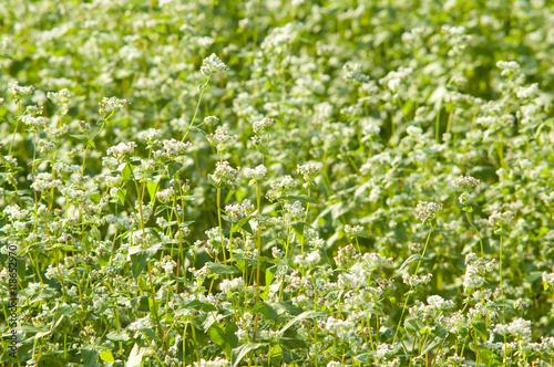 blooming buckwheat field