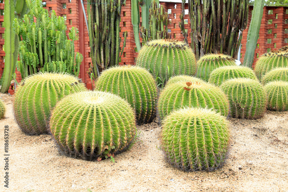 golden ball cactus golden ball cactus