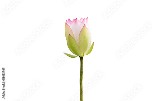 white water lily flower (lotus) and white background. The lotus