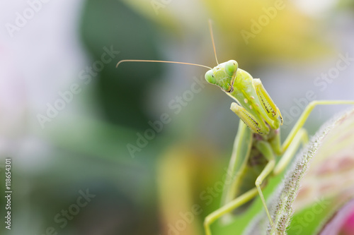 Female European Mantis or Praying Mantis, Mantis religiosa, on l
