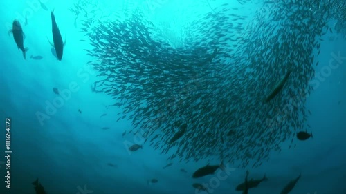 A flock school of tropical fish on the reef in search of food. Amazing, beautiful underwater marine life world of sea creatures in Maldives. Scuba diving and tourism.