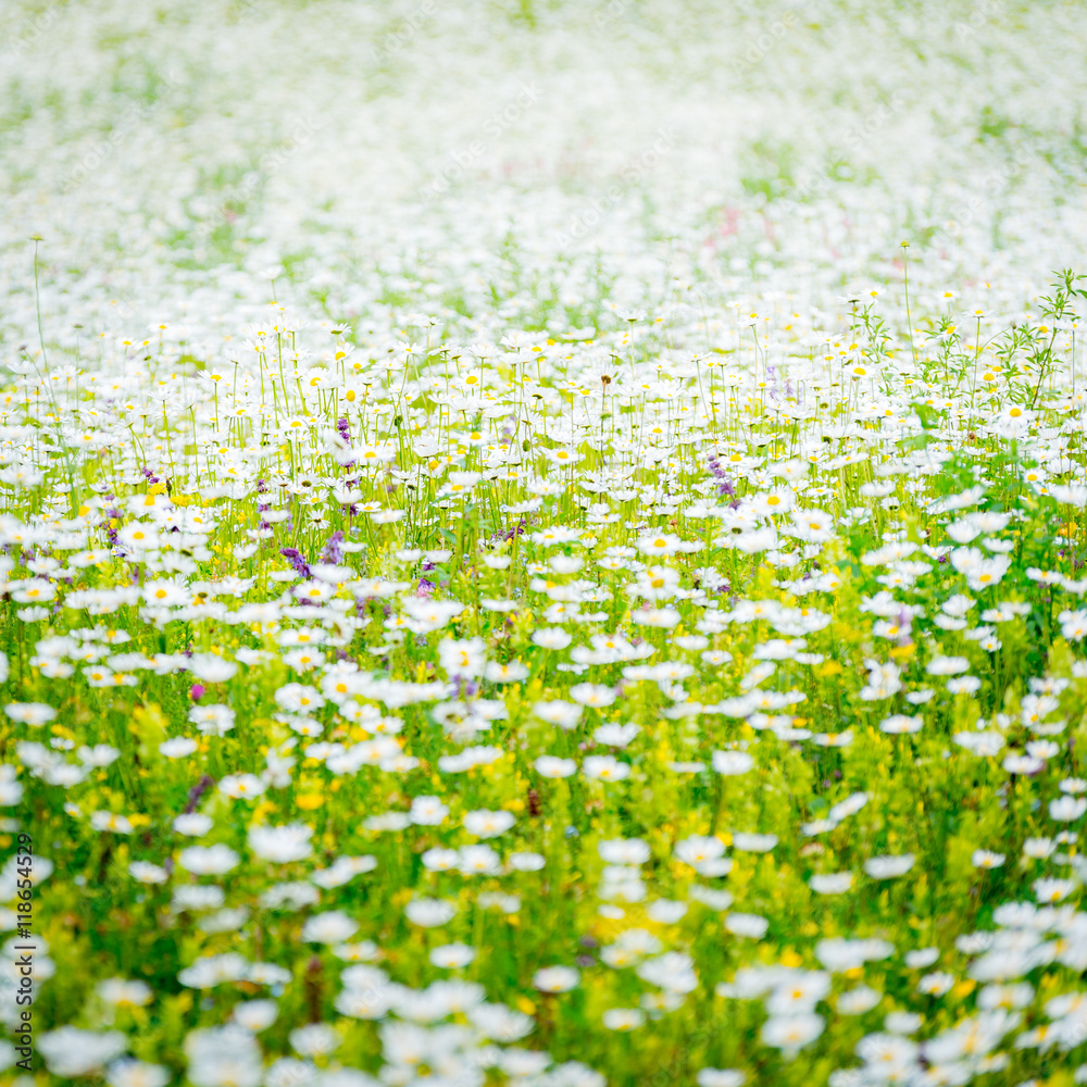 Fototapeta premium Chamomile blooming. A summer field full of daisies. Square background with white flowers