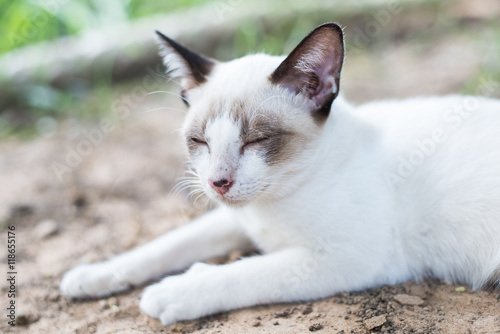 White Thai Cat © lightsecond