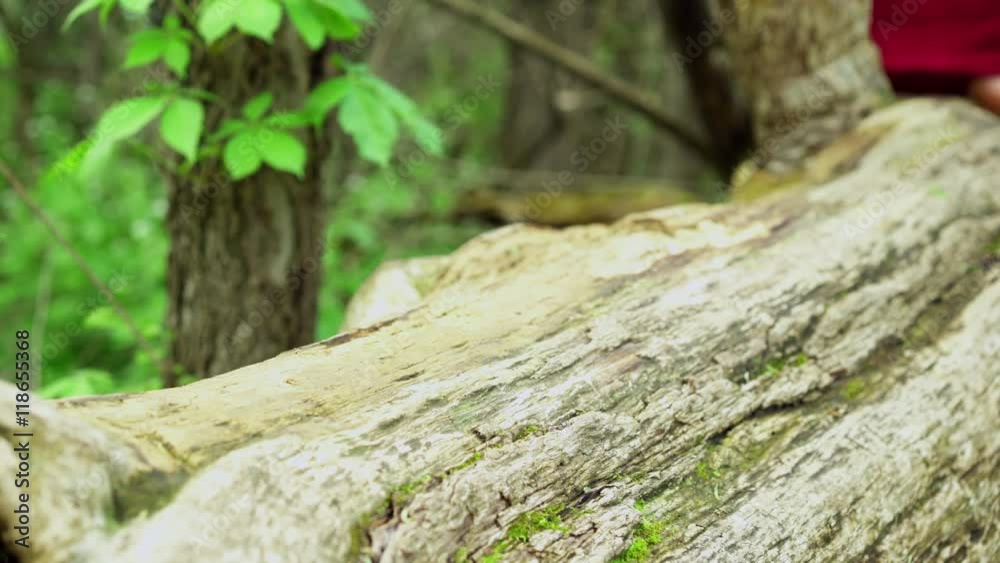 Feet of woman walking across log in nature. Feet of woman walking across log in nature.