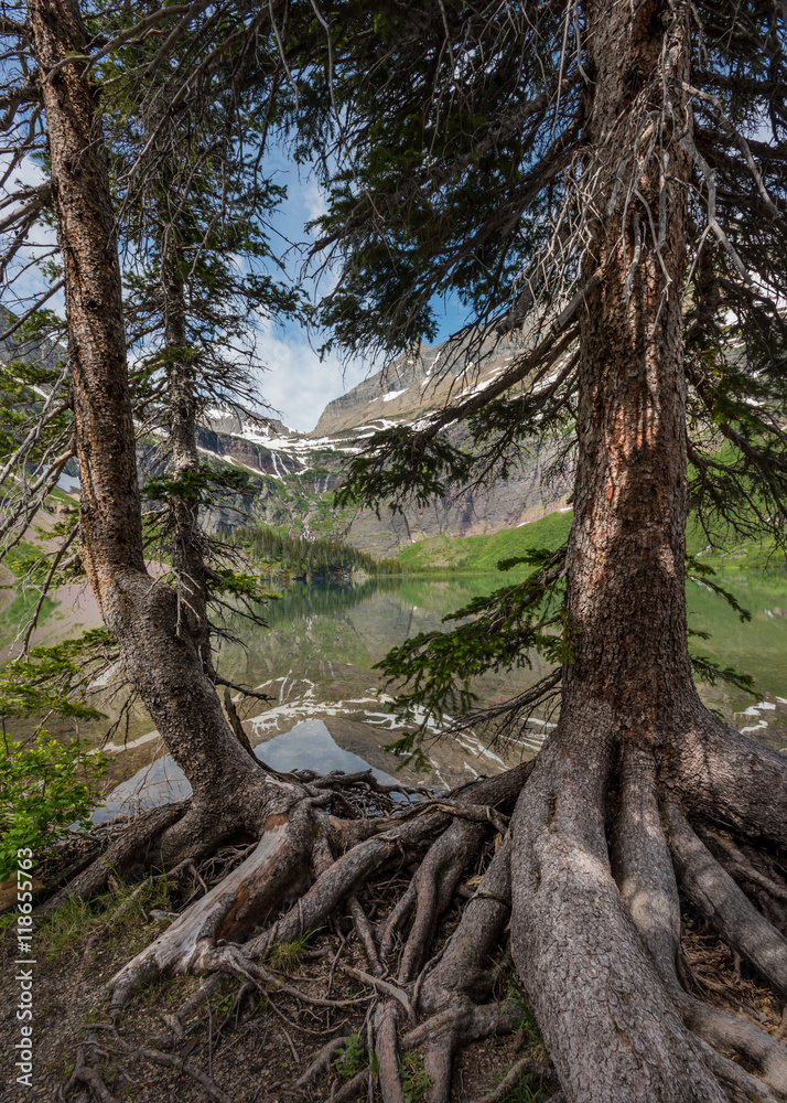 Gnarly Pine Roots along Shore of Grinnell Lake Gnarly Pine Roots along Shore of Grinnell Lake