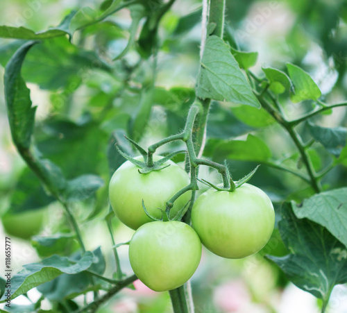 Green Tomatoes in a garden