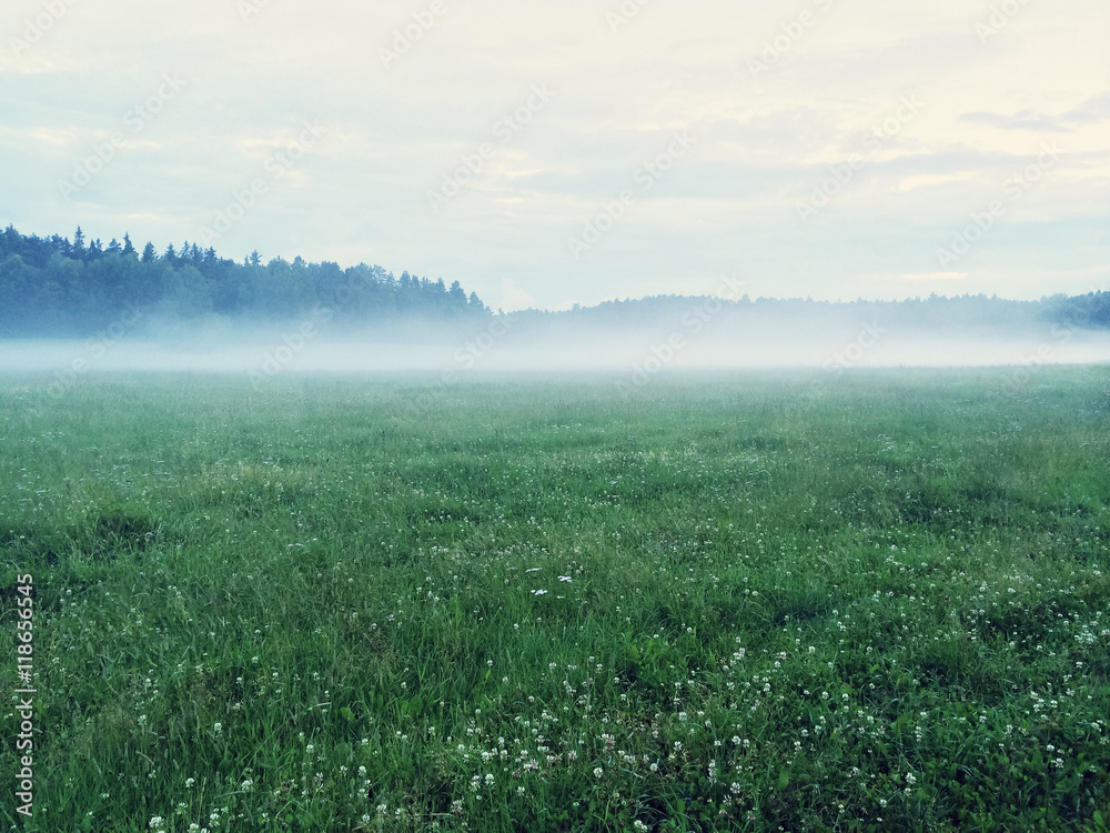 Dreamy green meadow with wild clover