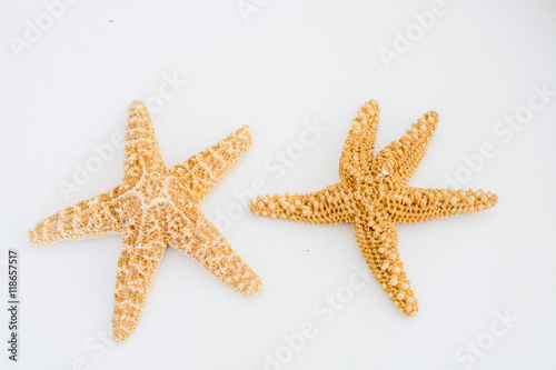 Two natural sea stars on a light background