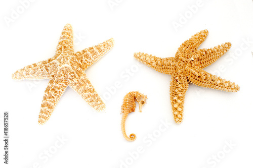 Two sea stars and a tiny sea horse on a white background