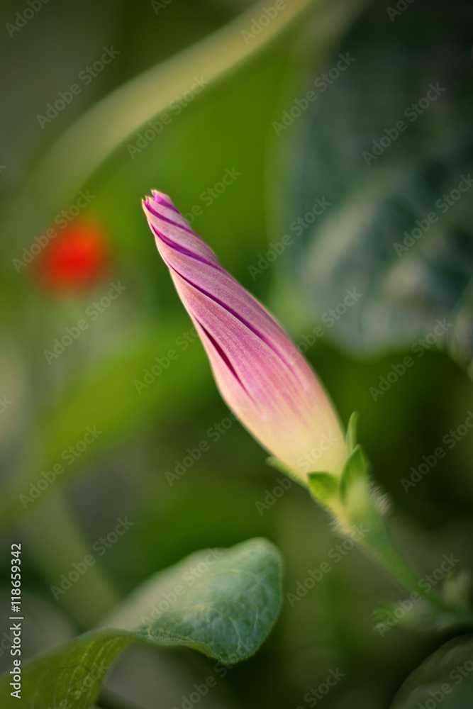 Fototapeta premium Convolvulus