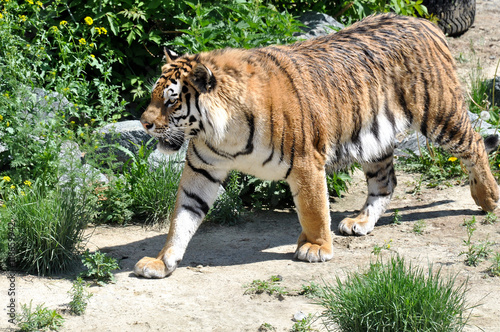 Adult tiger in their natural habitat