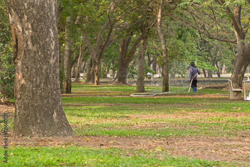 Worker watering plants, big trees in the park using thick white hose photo