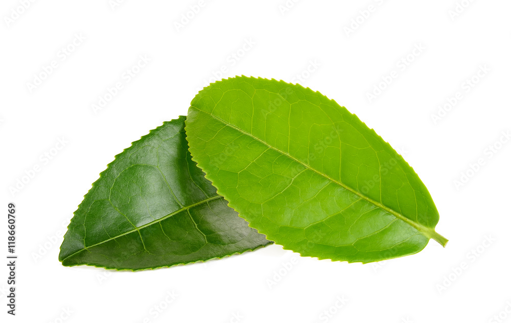 Obraz premium green tea leaf isolated on white background