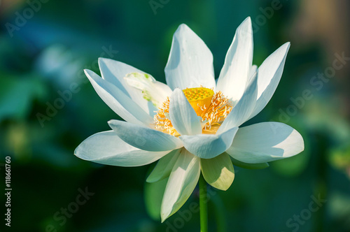 lotus flower blossom