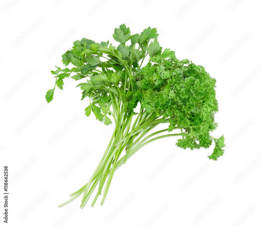 Bundle of curly leaf parsley and flat leaf parsley Bundle of curly leaf parsley and flat leaf parsley