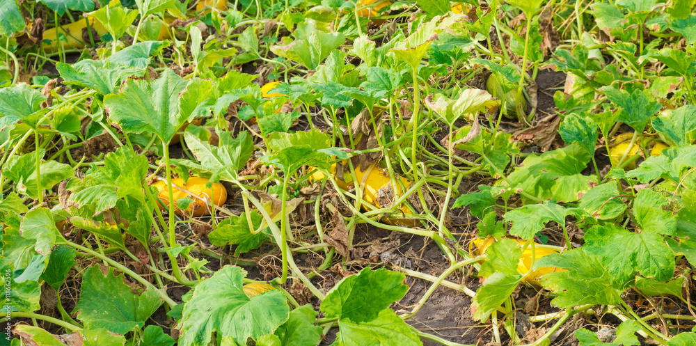 Field fragment with ripening pumpkins Field fragment with ripening pumpkins