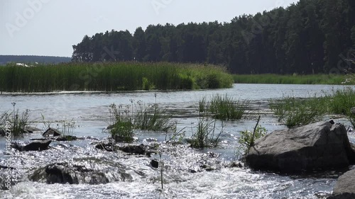 Ural river Pyshma with rapids on foreground reed on middleground and pine forest on background photo