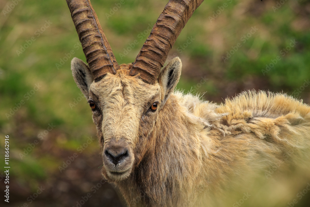 Steinbock