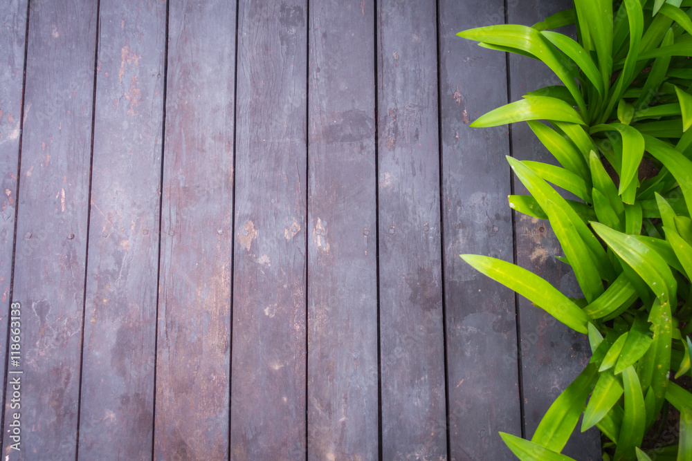 Obraz premium Old grunge wood with green leaves .