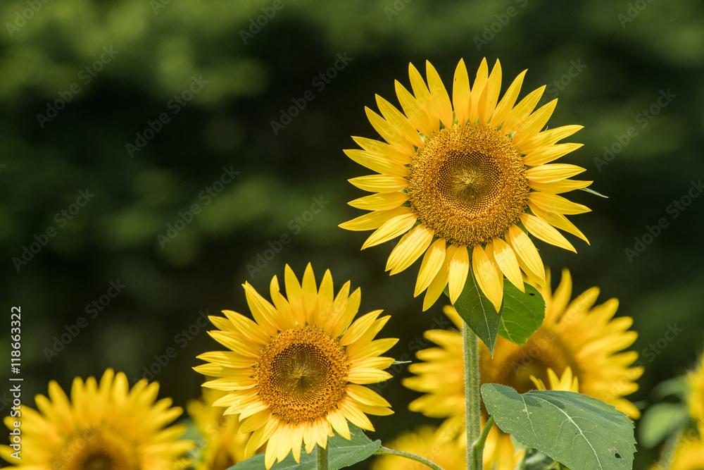 Fototapeta premium ひまわり畑（向日葵畑）