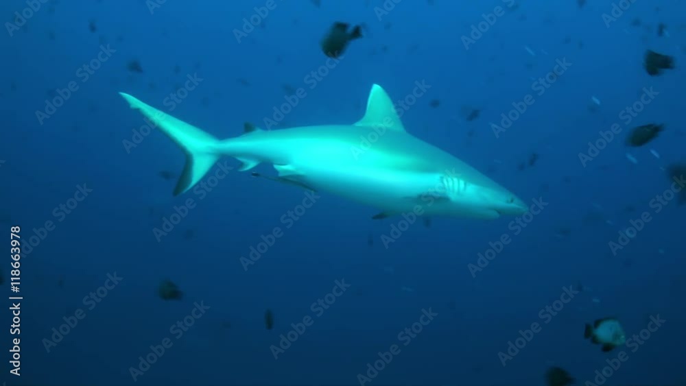 Shark swims at the edge of the reef in search of food in lagoon ocean. Amazing, beautiful underwater marine life world of sea creatures in Maldives. Scuba diving and tourism. Shark swims at the edge of the reef in search of food in lagoon ocean. Amazing, beautiful underwater marine life world of sea creatures in Maldives. Scuba diving and tourism.