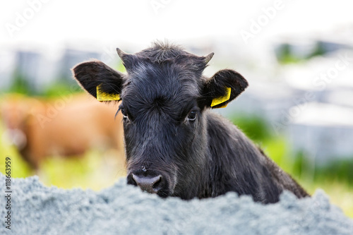 Cute black calf