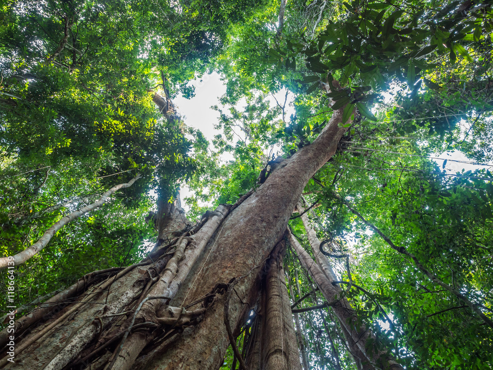 Naklejka premium Old giant rain tree