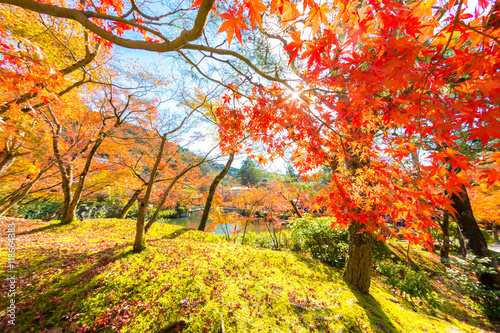 autumn Background