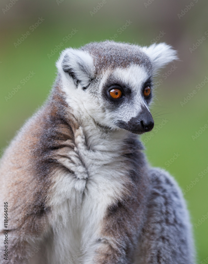 Fototapeta premium black and white lemur