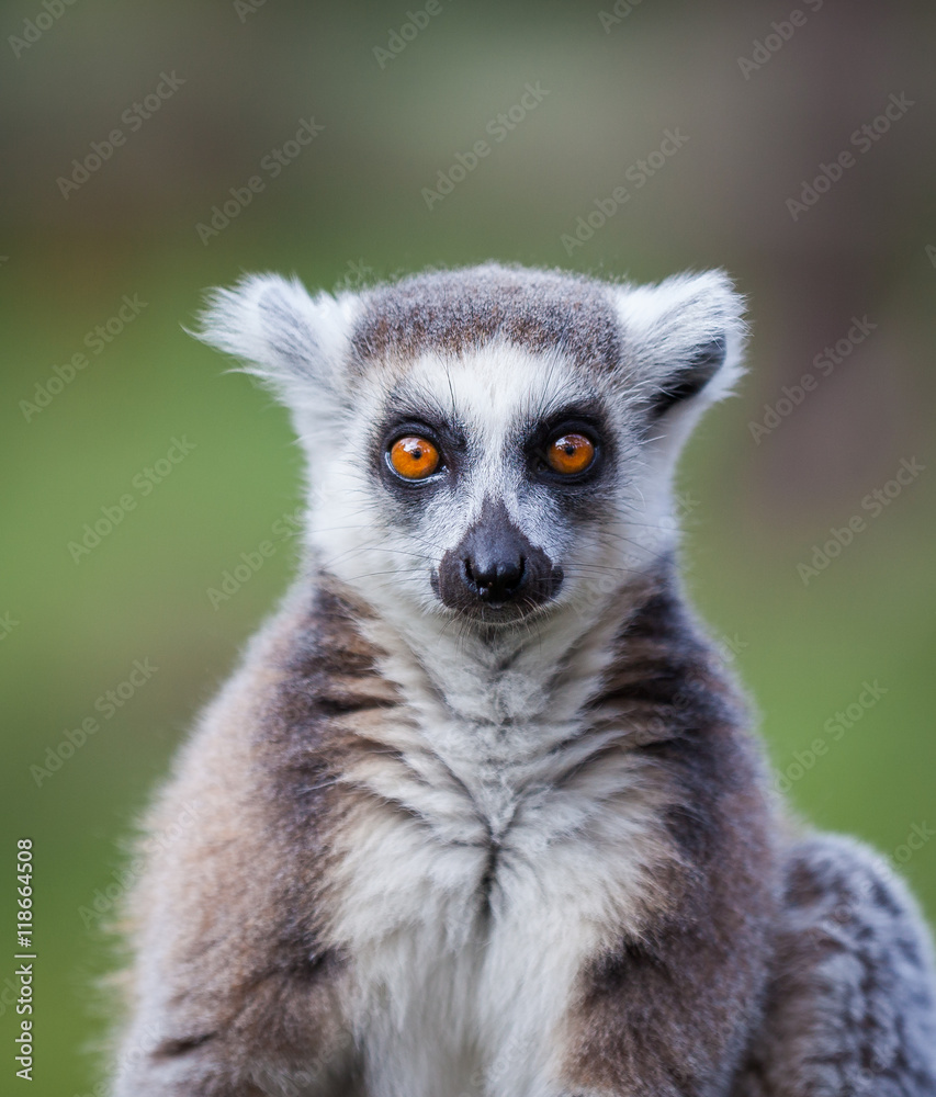 black and white lemur