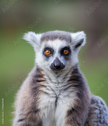 black and white lemur © shaunwilkinson