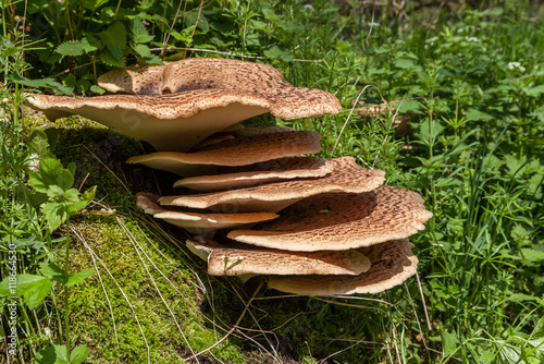 Bracket shelf fungus growing on tree photo