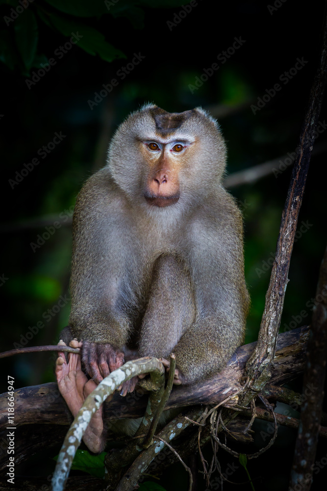 Fototapeta premium Portrait of Pig-tailed macaque (Macaca nemestrina) in real nature at Khaoyai national park,Thailand