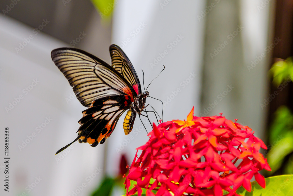 Swallow tailed Butterfly butterfly feeding from red flowers
